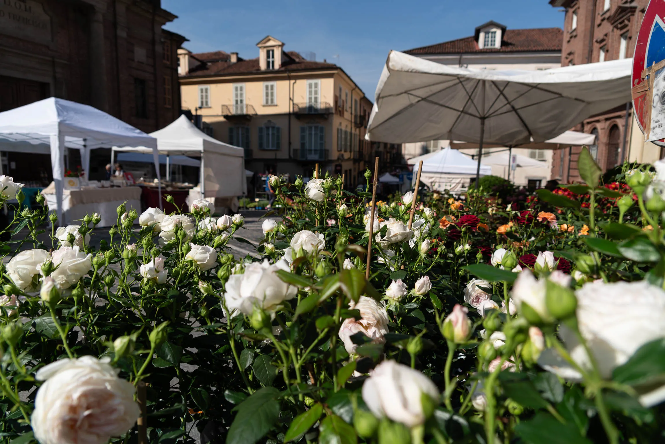 (23) Fiorile Maggio 2026