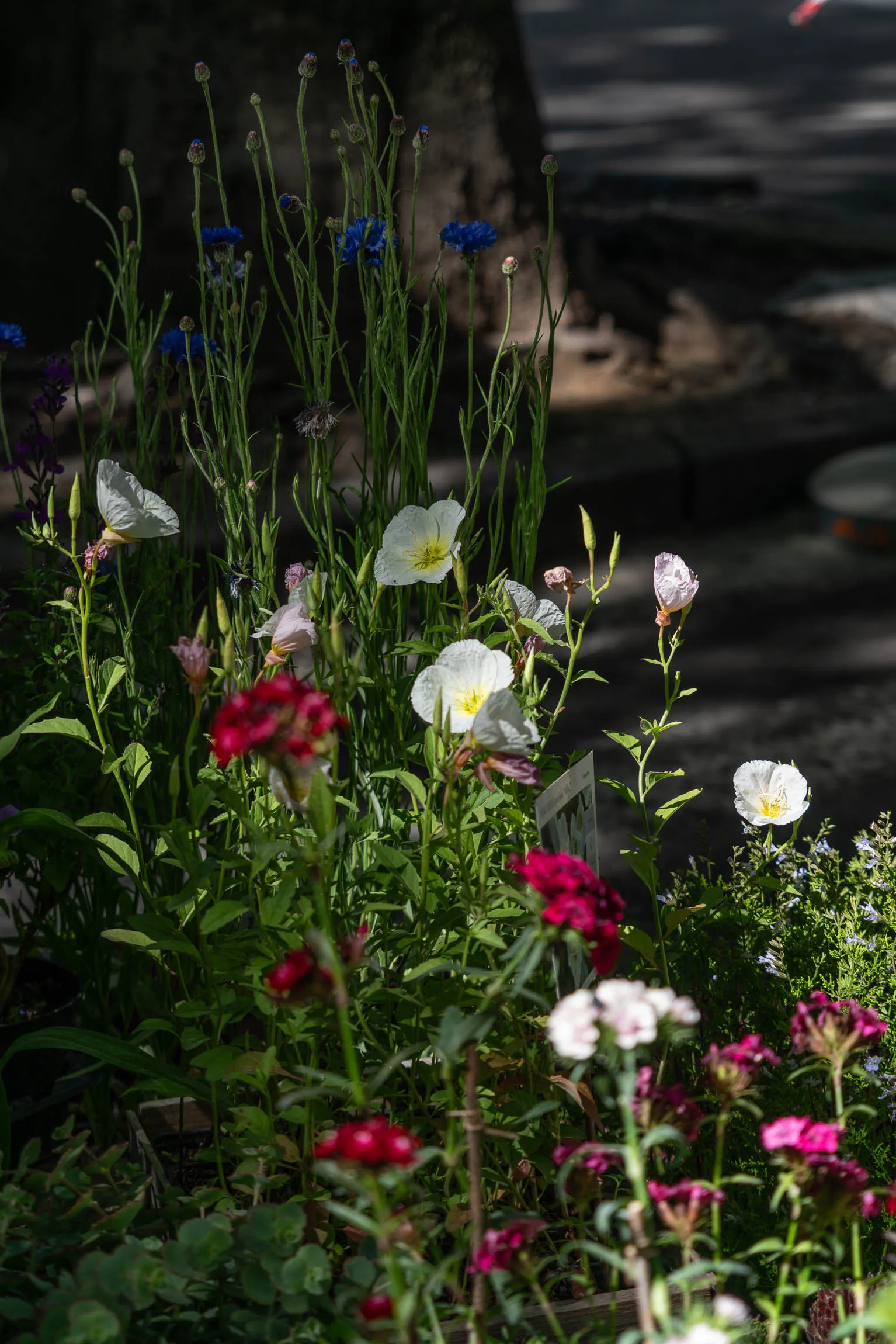 (7) San Salvario ha un Cuore Verde Maggio 2026