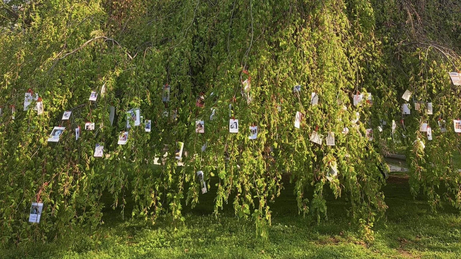 New Dog Memorial Tree 16-9