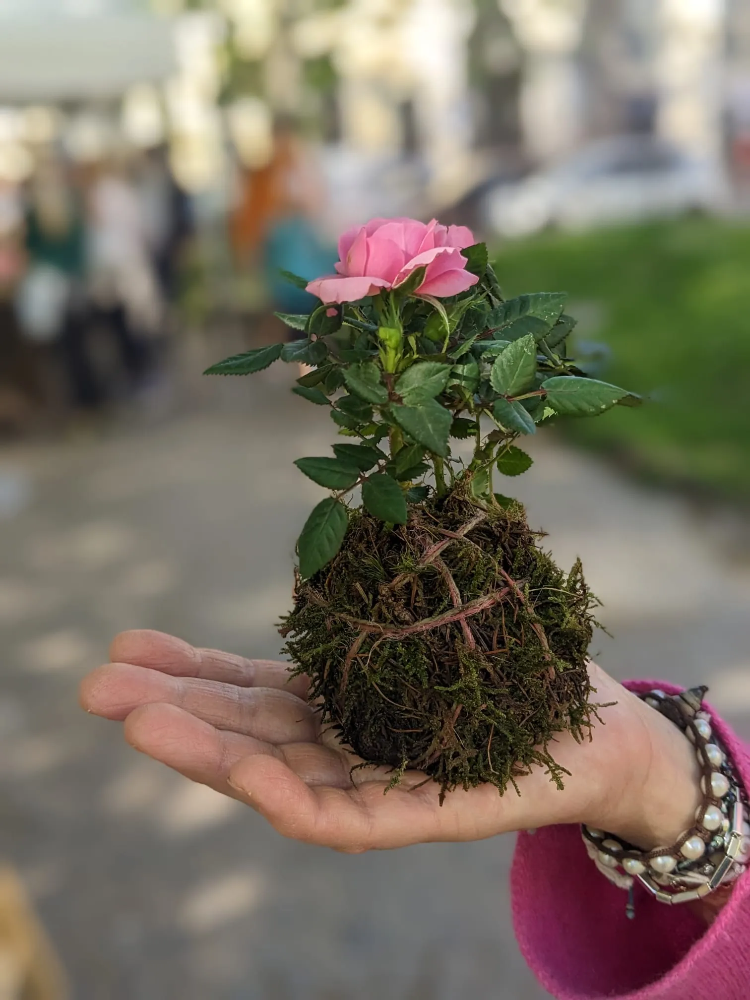 kokedama